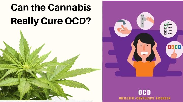 420 Med Evaluations | Can the Cannabis Really Cure OCD?