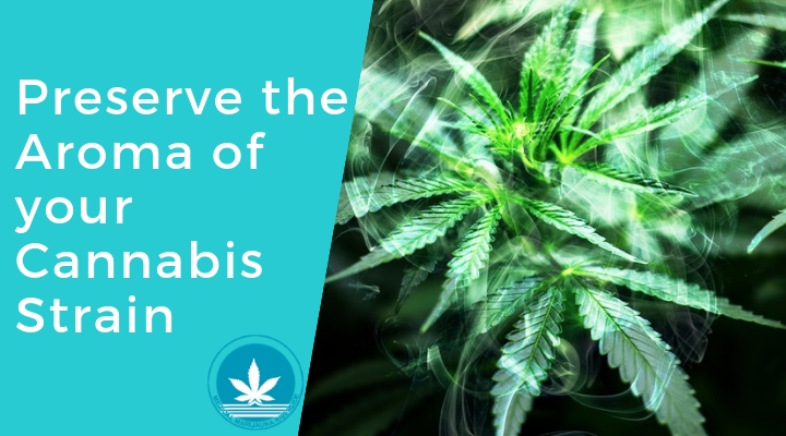 5 Tips to Preserve the Aroma of your Cannabis Strain