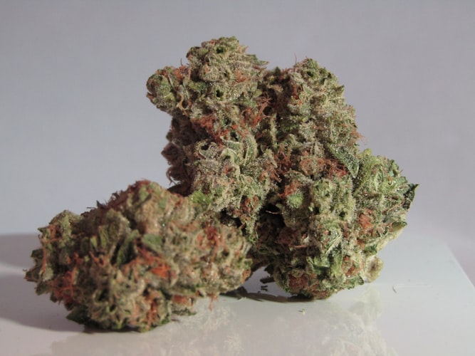 Canna-TSU