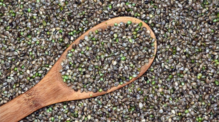 Cannabis Seeds