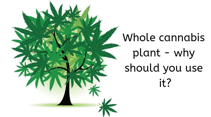 Whole Cannabis Plant – Why Should you use it?
