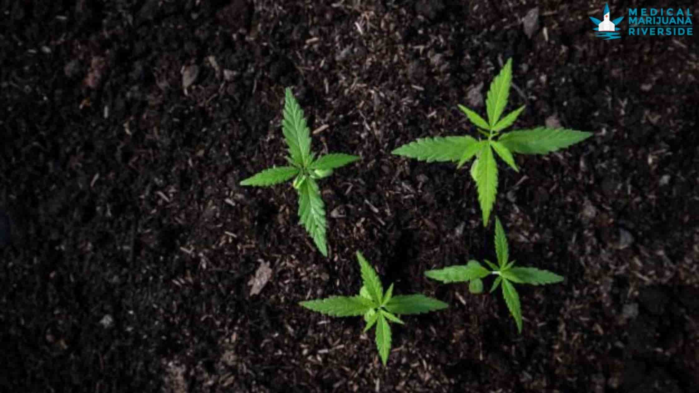 marijuana